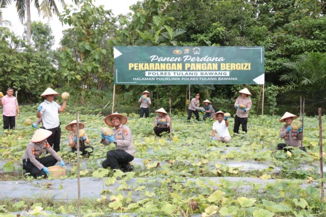 
					Polres Tulang Bawang Gelar Panen Perdana di P2B, AKBP James: Ada Terong dan Labu