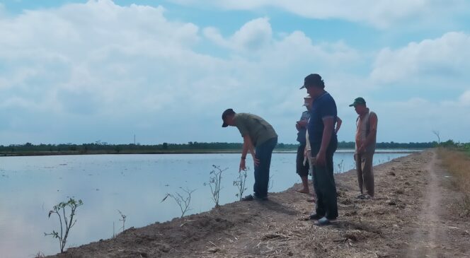 
					Banjir Rendam 47 Hektar Sawah di Mesuji, Petani Khawatir Gagal Tanam