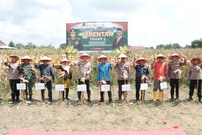 
					Kapolres Tulang Bawang Hadiri Panen Jagung Serentak Tahap 2, Berikut Lokasi dan Hasilnya