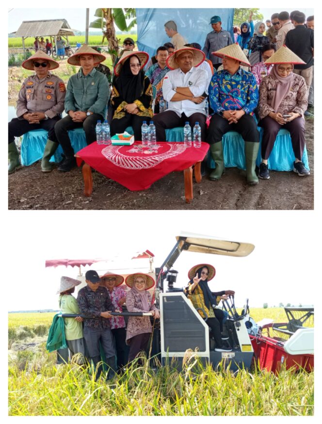 
					Gerakan Tanam Serentak Di mesuji, Bupati Elfianah Dorong Ketahan Pangan Nasional
